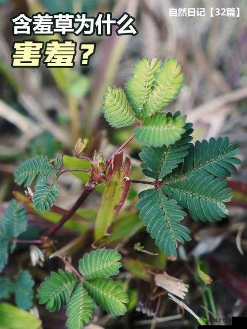 含羞草成年实验所的秘密研究